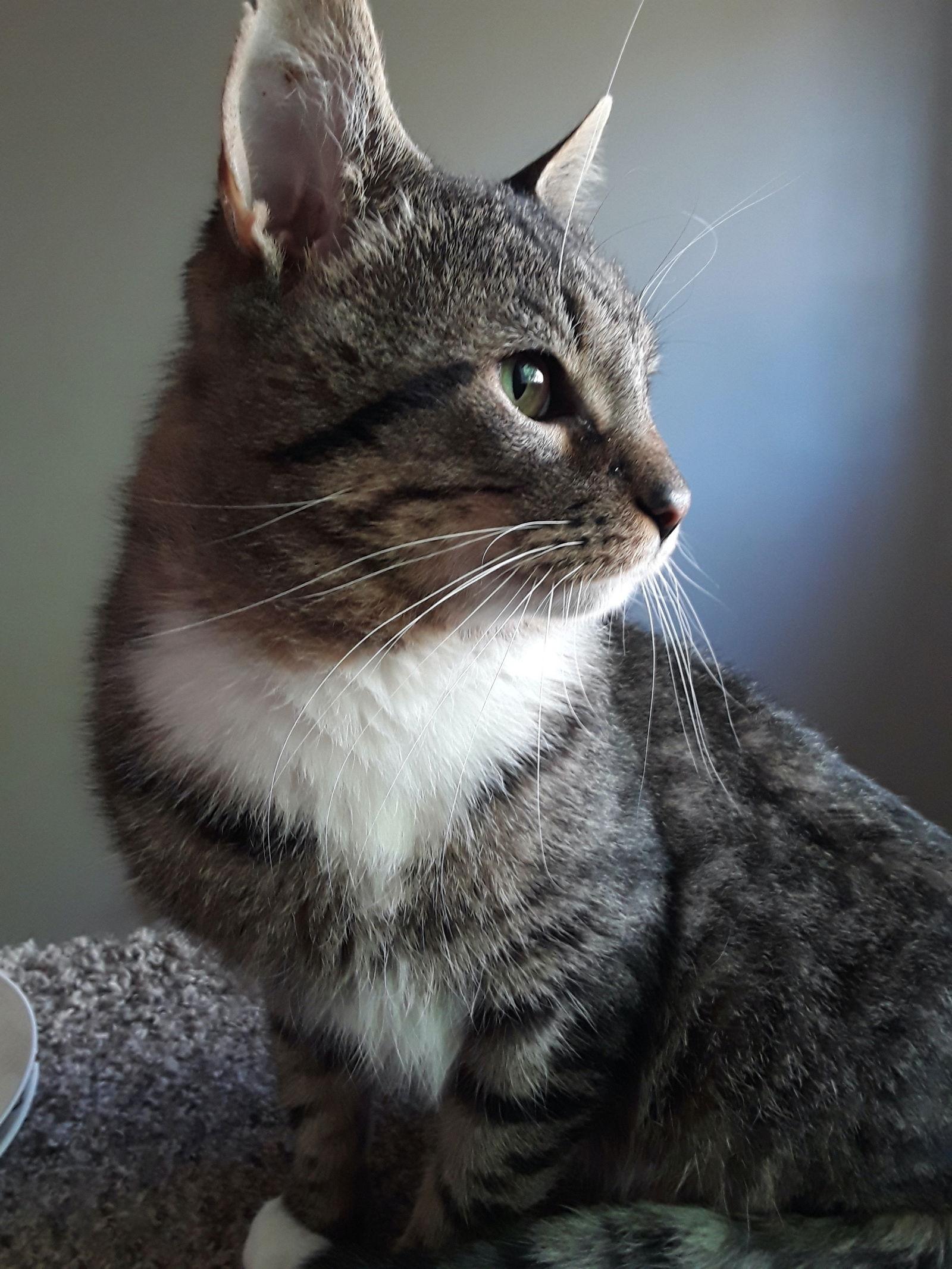 Enlarge Bison (& Manning) bonded, a Adoptable Domestic Short Hair in Herndon, VA image 3/3