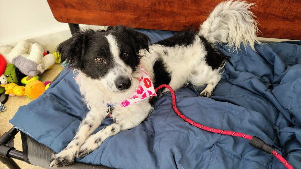 Wesley, Adoptable, Adult Male Border Collie.