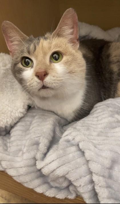 Corona, Adoptable, Senior Female Domestic Short Hair & Domestic Short Hair.