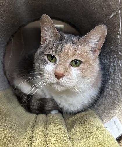 Enlarge Corona, a Adoptable mixed breed in Maumee, OH image 2/3