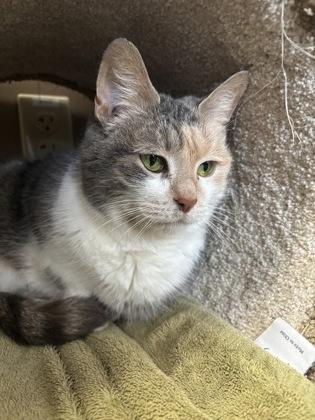 Enlarge Corona, a Adoptable mixed breed in Maumee, OH image 3/3