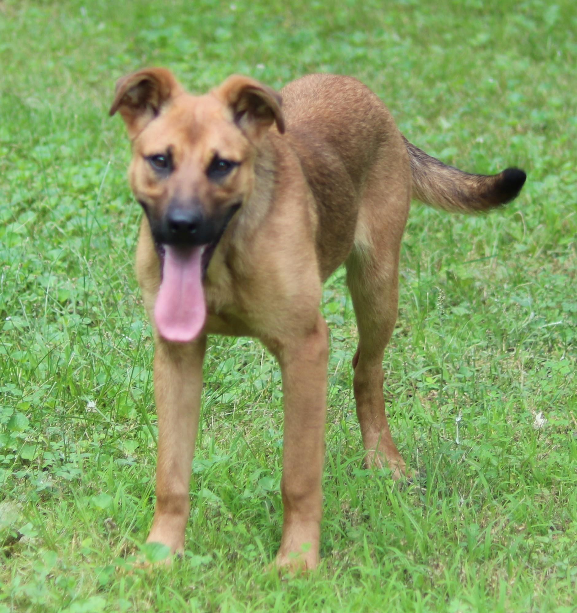 Enlarge Pepsi, an adopted mixed breed in Cedartown, GA image 3/6