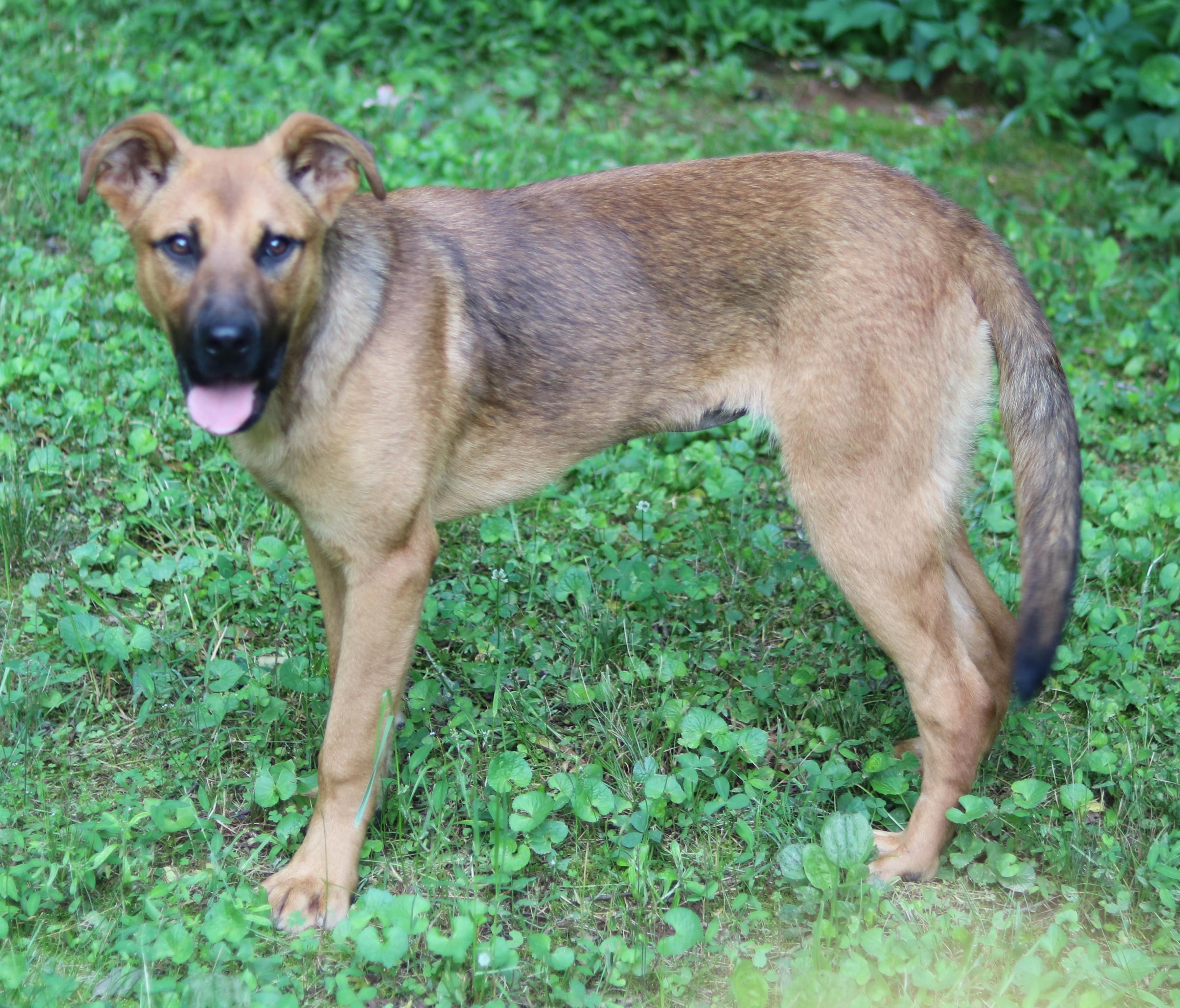 Enlarge Pepsi, an adopted mixed breed in Cedartown, GA image 4/6