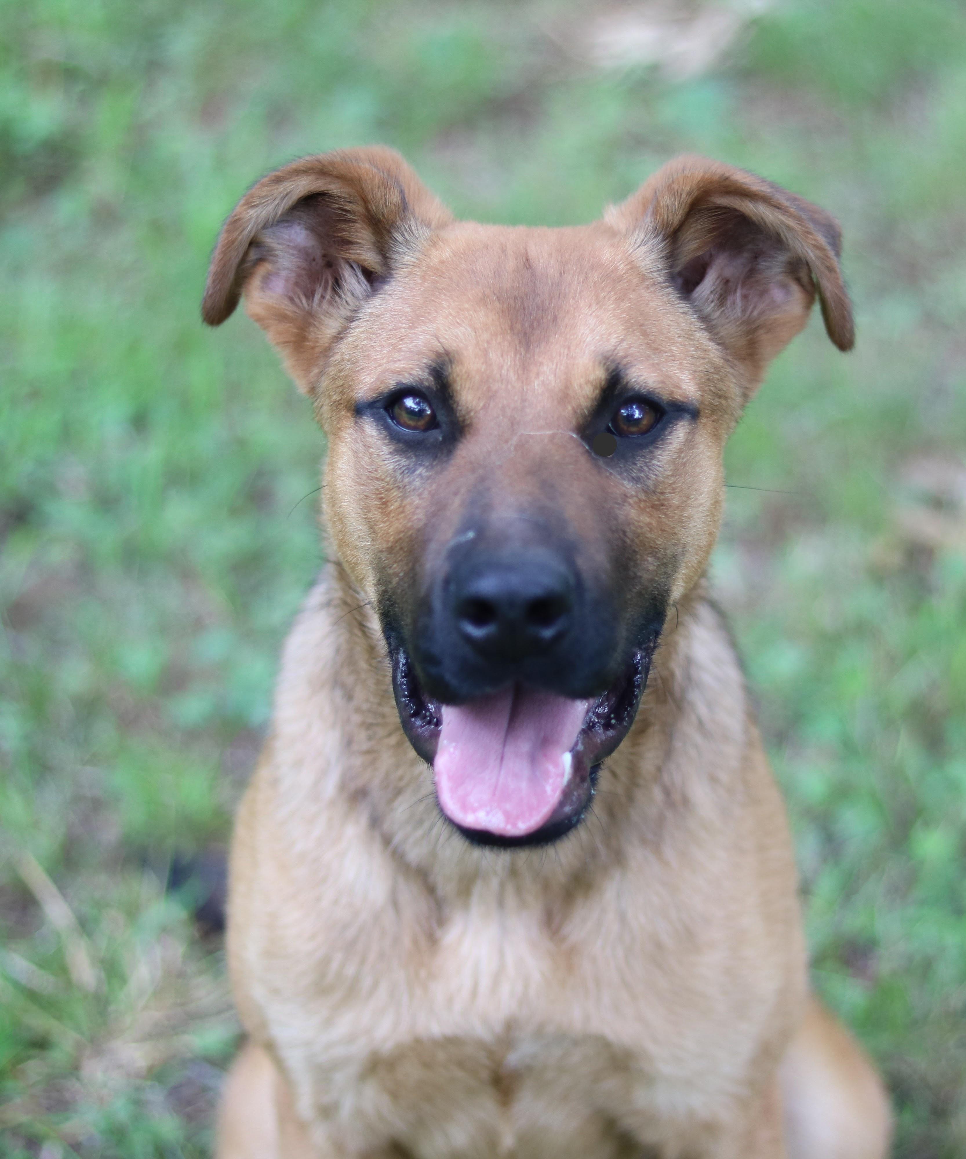 Pepsi, adopted, Young Female Shepherd.