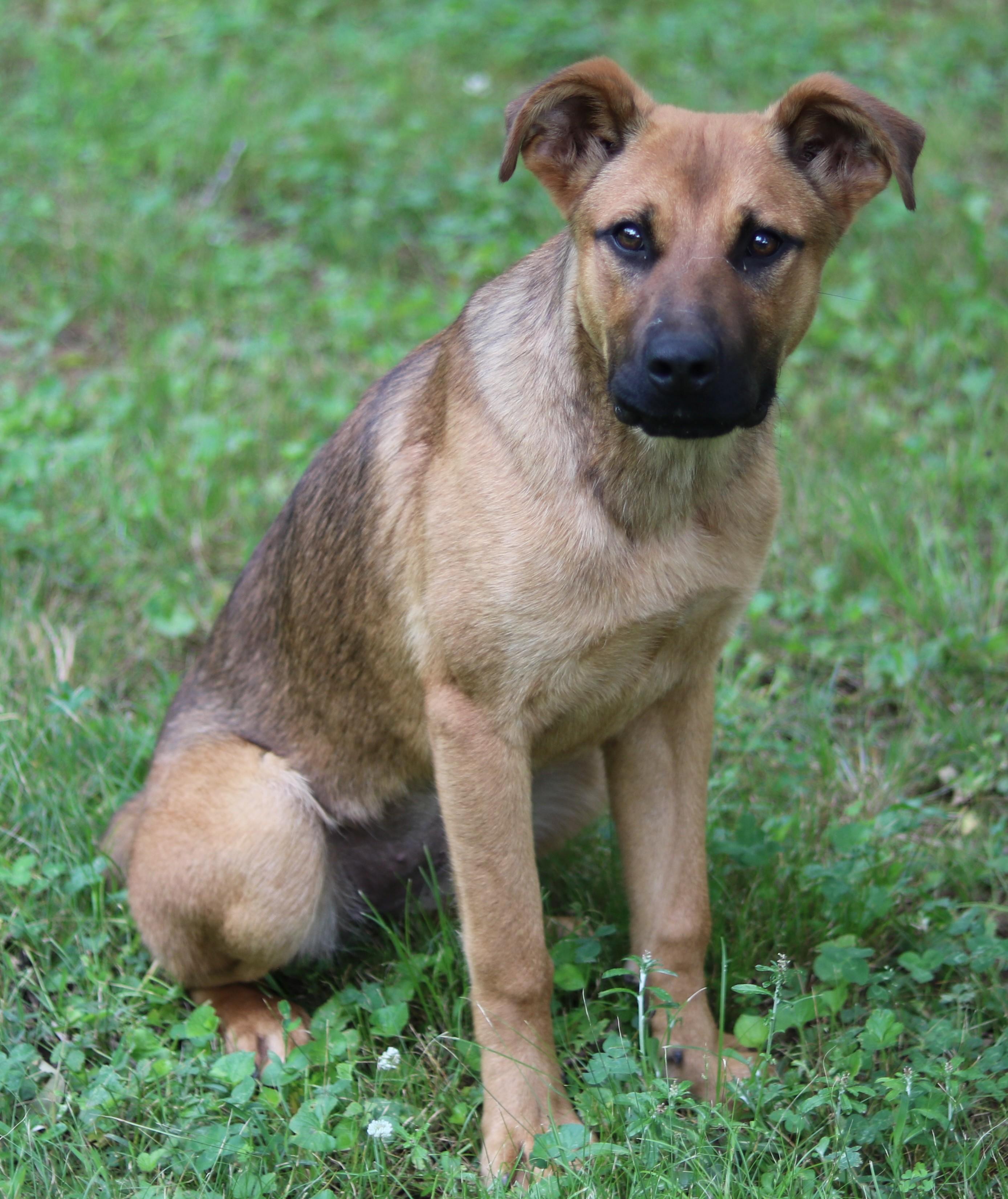 Enlarge Pepsi, an adopted mixed breed in Cedartown, GA image 2/6