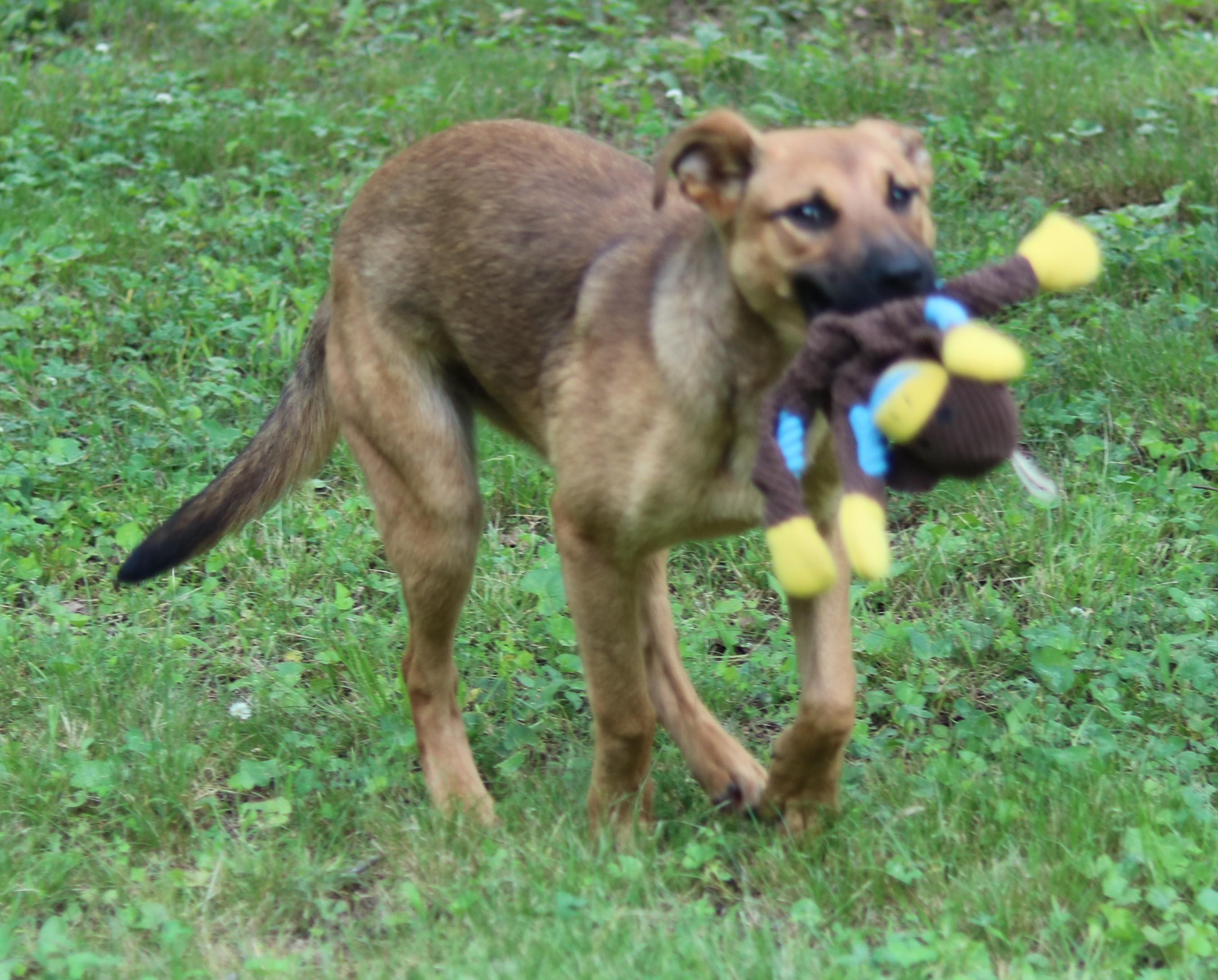 Enlarge Pepsi, an adopted mixed breed in Cedartown, GA image 5/6