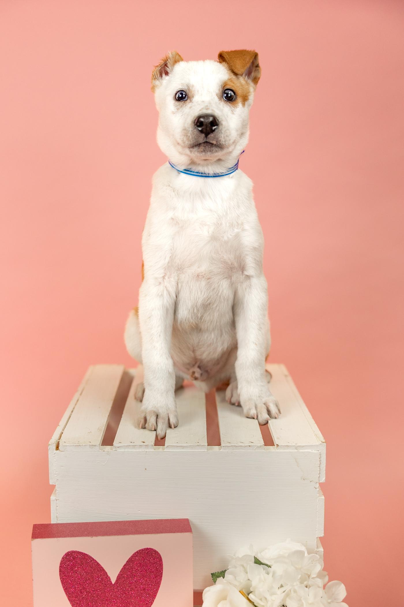 115-26 Vinny, ADOPTABLE, Young Male Australian Shepherd.