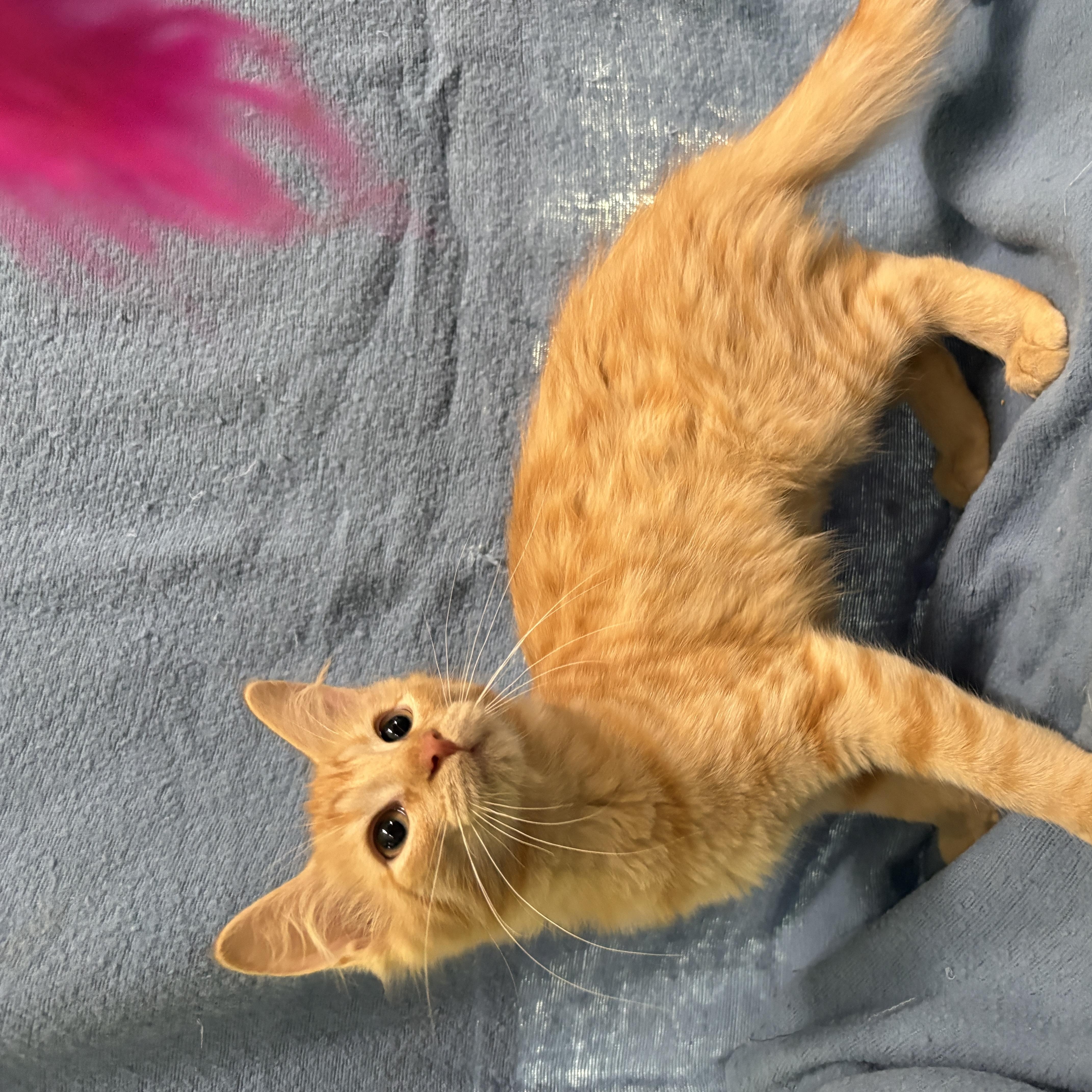 Enlarge BLAZE, a Adopted Domestic Short Hair in Tillsonburg, ON image 1/4