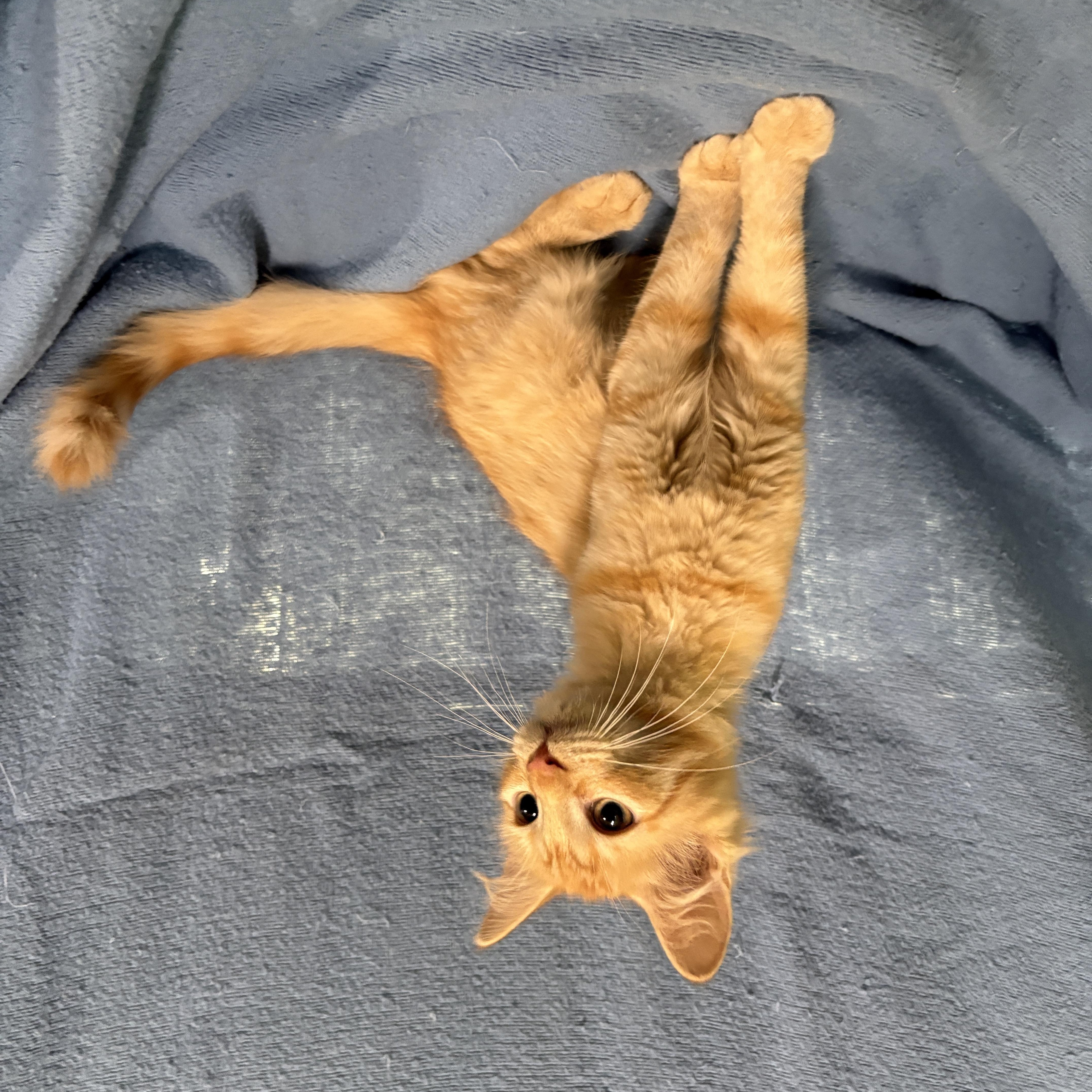 Enlarge BLAZE, a Adopted Domestic Short Hair in Tillsonburg, ON image 2/4