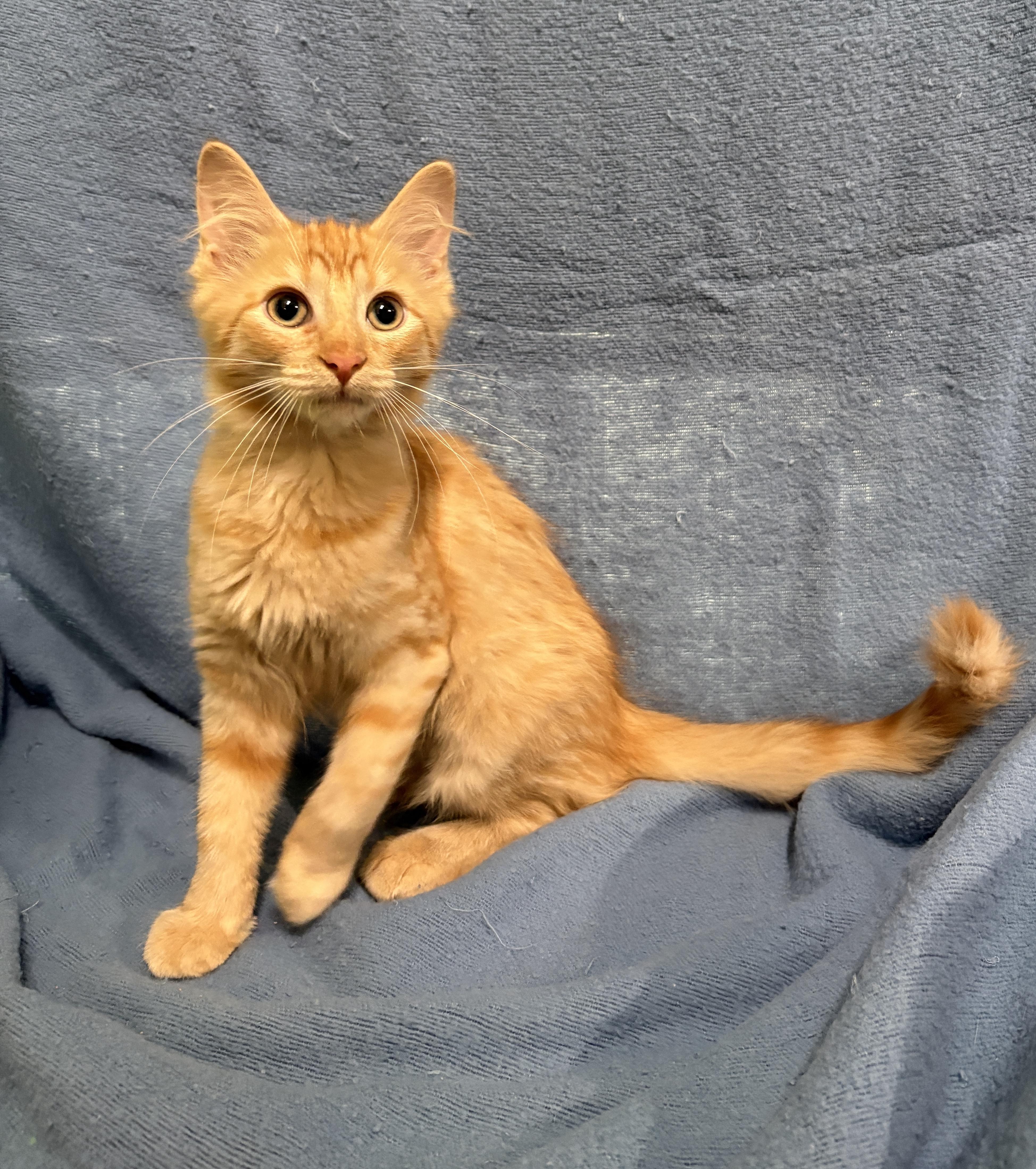 Enlarge BLAZE, a Adopted Domestic Short Hair in Tillsonburg, ON image 3/4