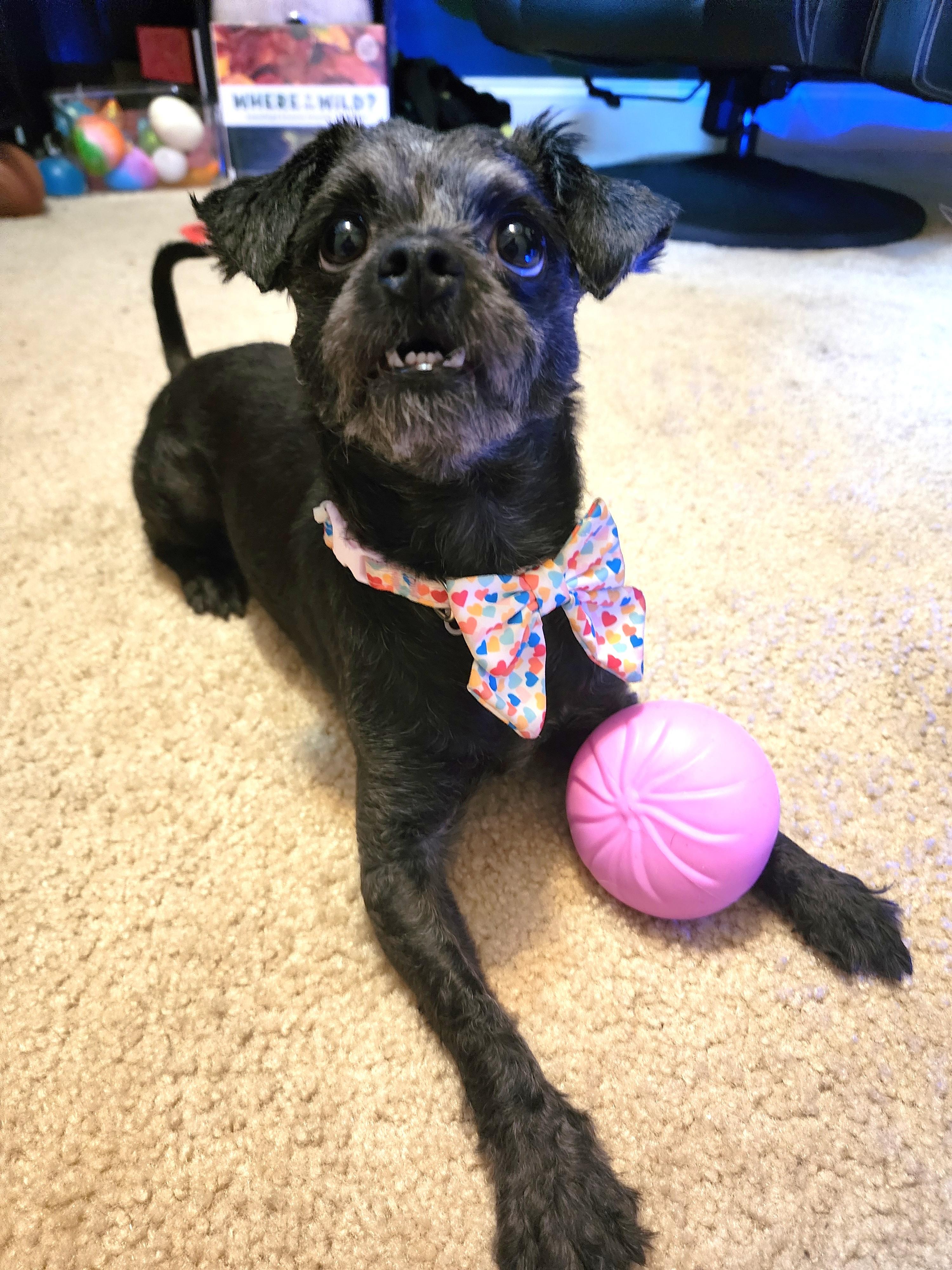 Nyla, Adoptable, Adult Female Shih Tzu & Mixed Breed.