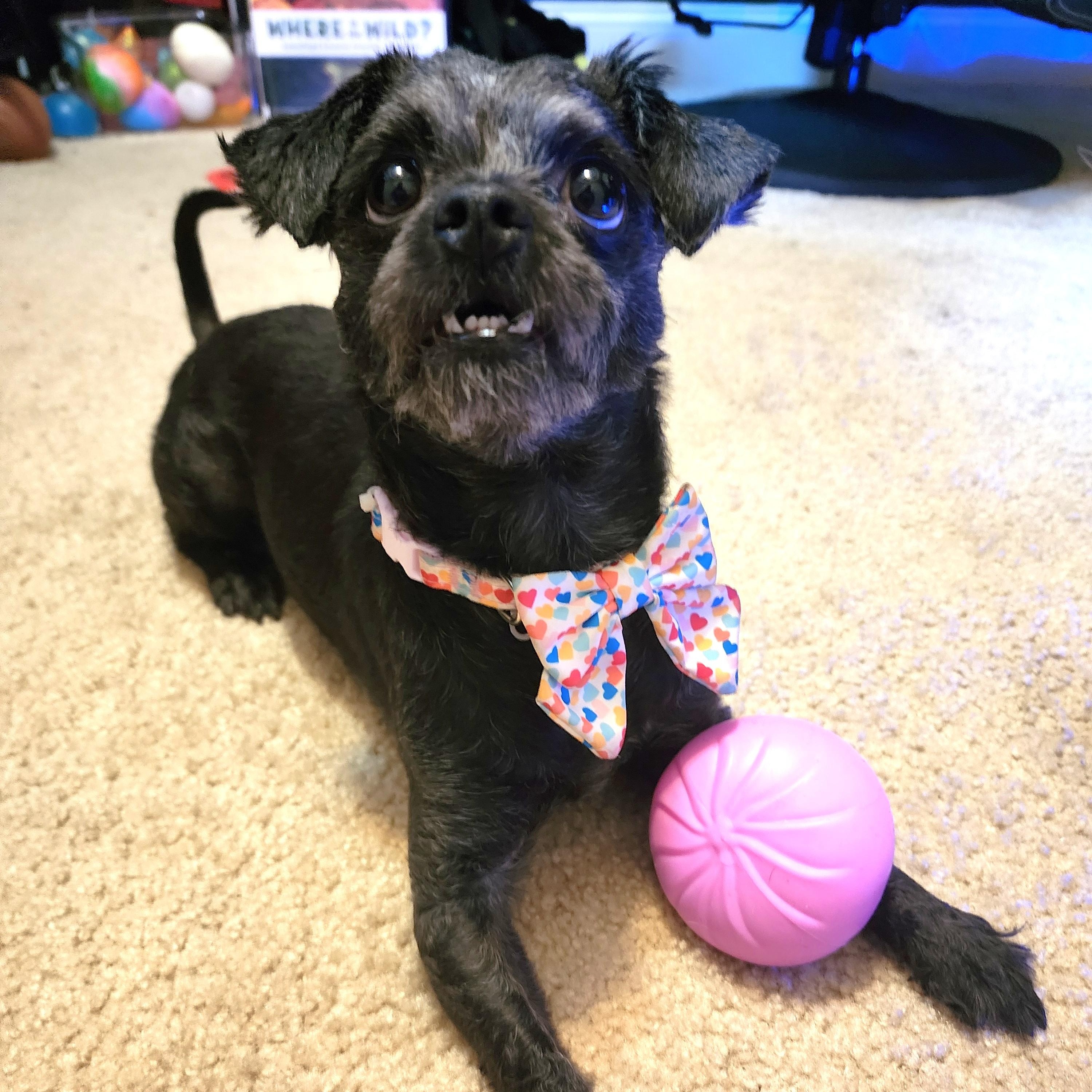 Enlarge Nyla, a Adoptable mixed breed in Palatine, IL image 5/6