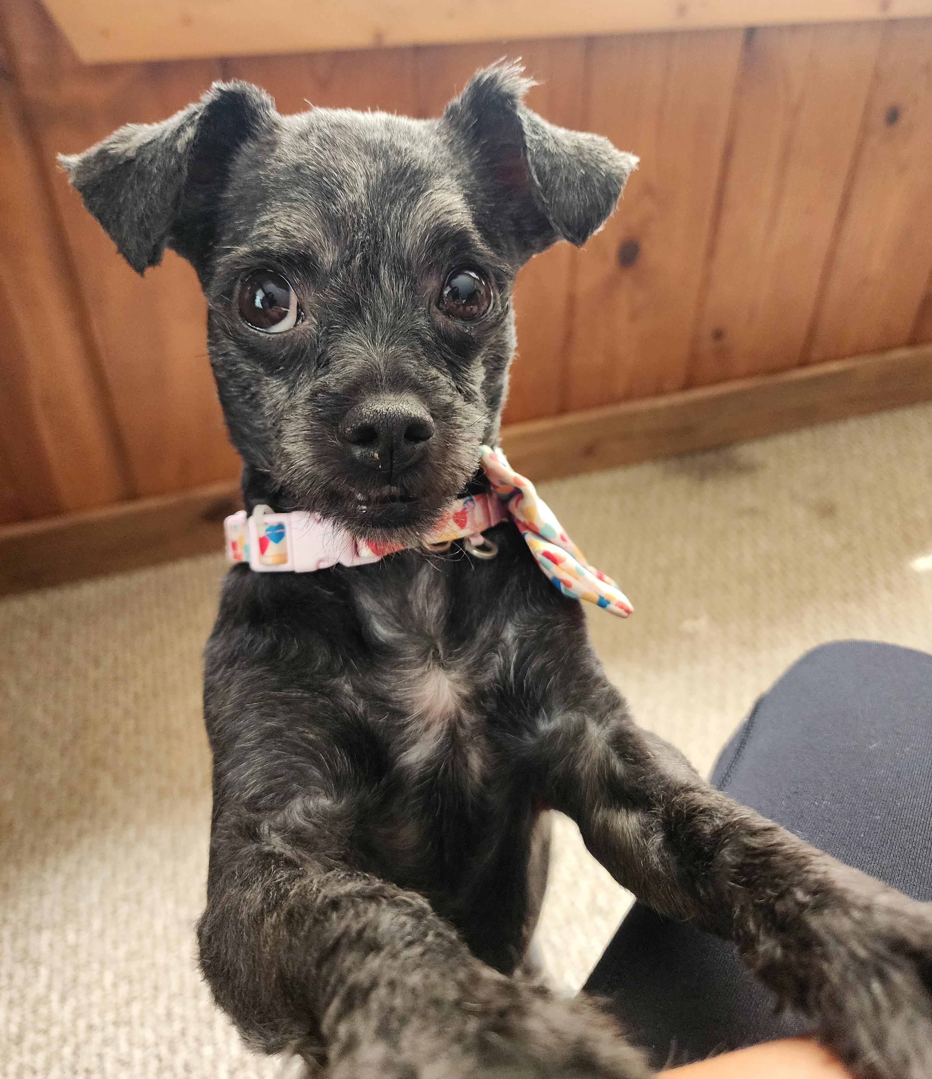 Enlarge Nyla, an adoptable mixed breed in Palatine, IL image 1/3