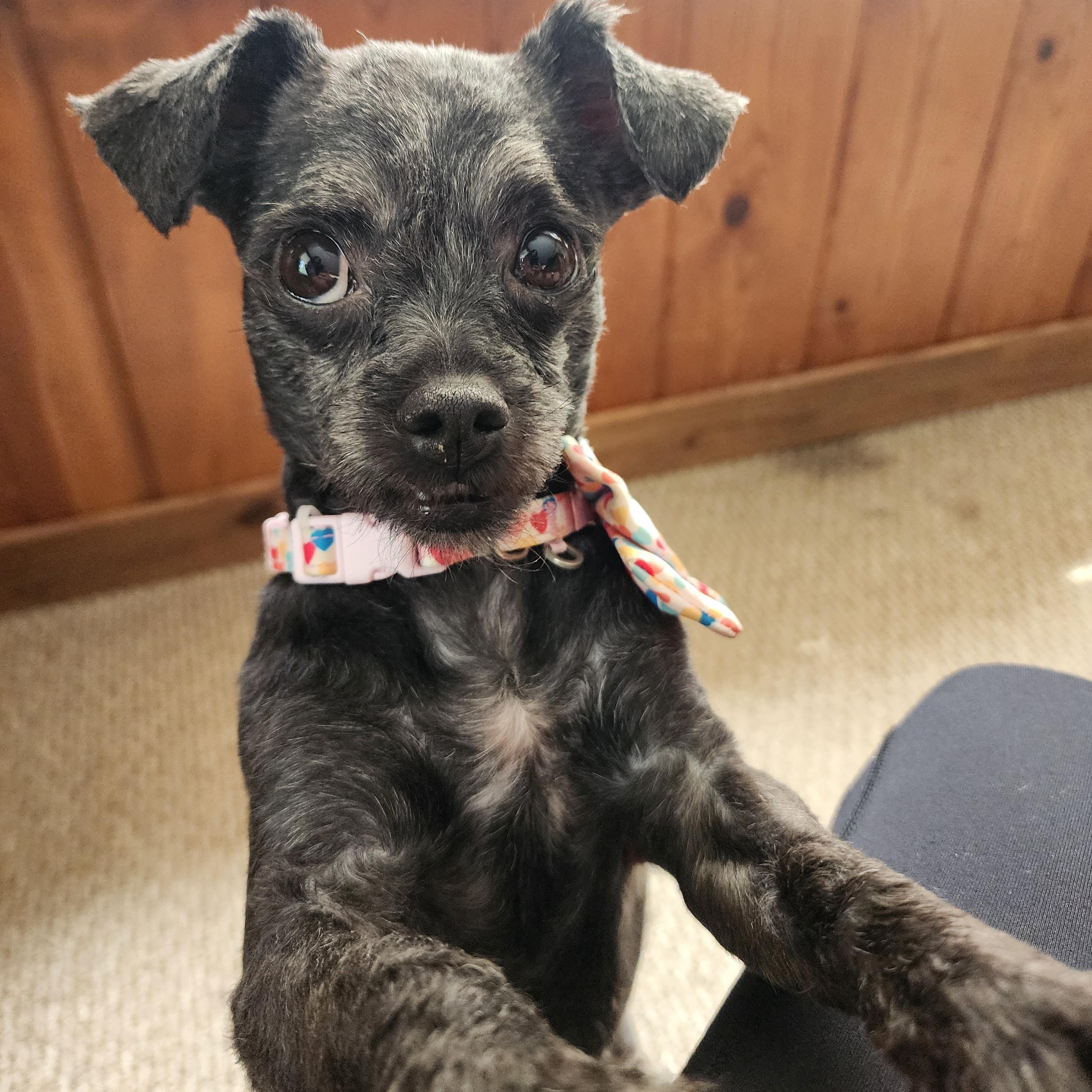 Enlarge Nyla, a Adoptable mixed breed in Palatine, IL image 3/6