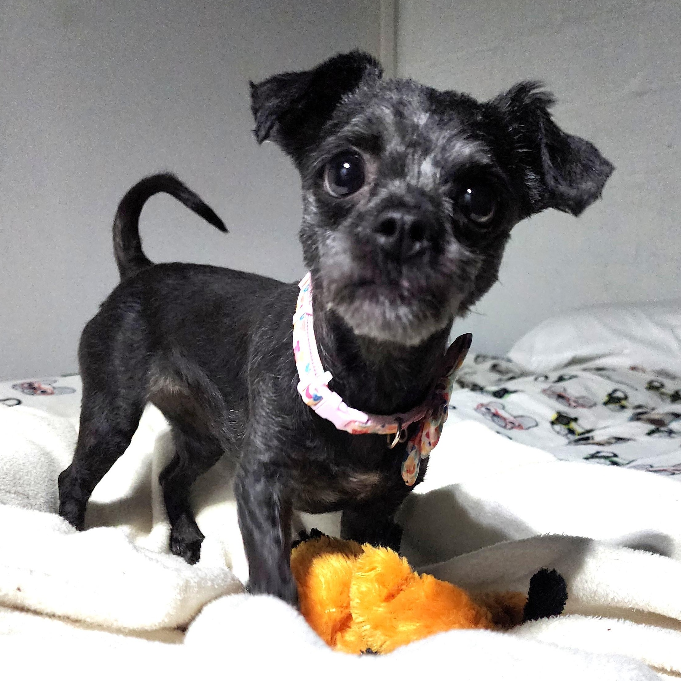 Enlarge Nyla, a Adoptable mixed breed in Palatine, IL image 4/6