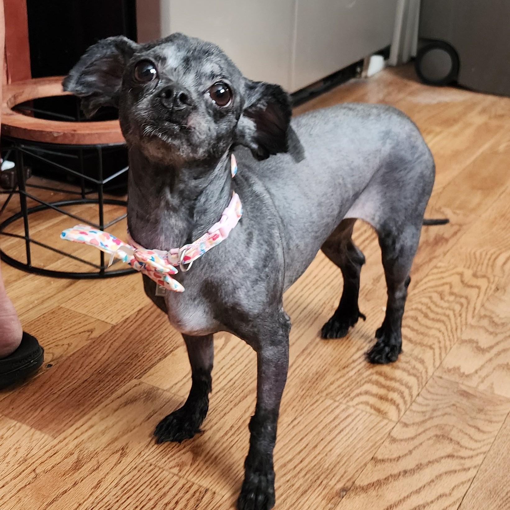 Enlarge Nyla, a Adoptable mixed breed in Palatine, IL image 6/6
