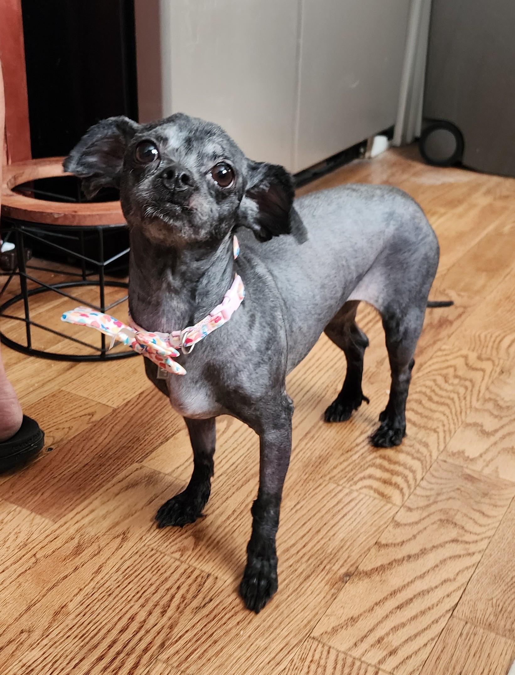 Enlarge Nyla, an adoptable mixed breed in Palatine, IL image 2/3