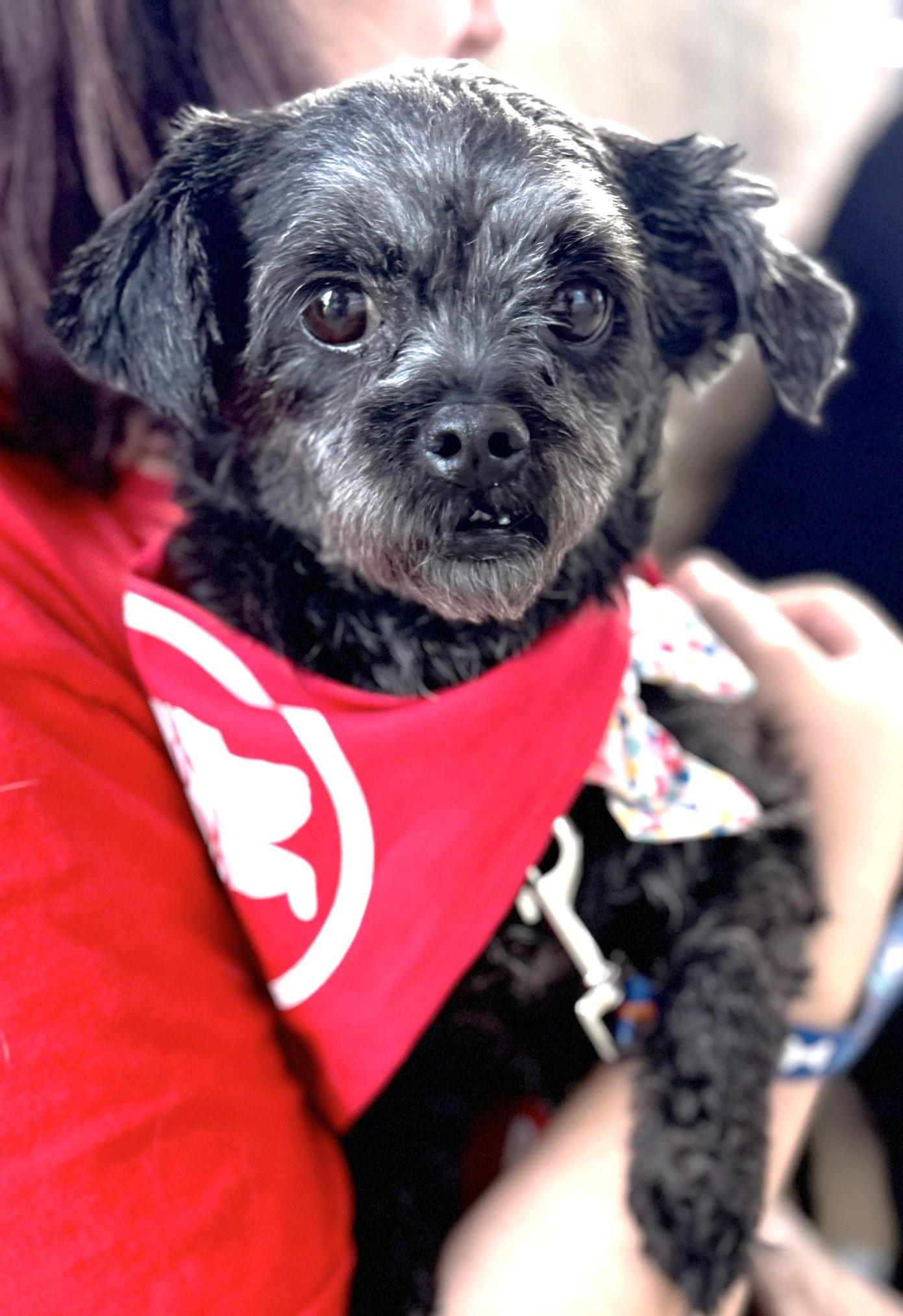 Nyla, Adoptable, Adult Female Poodle & Mixed Breed.