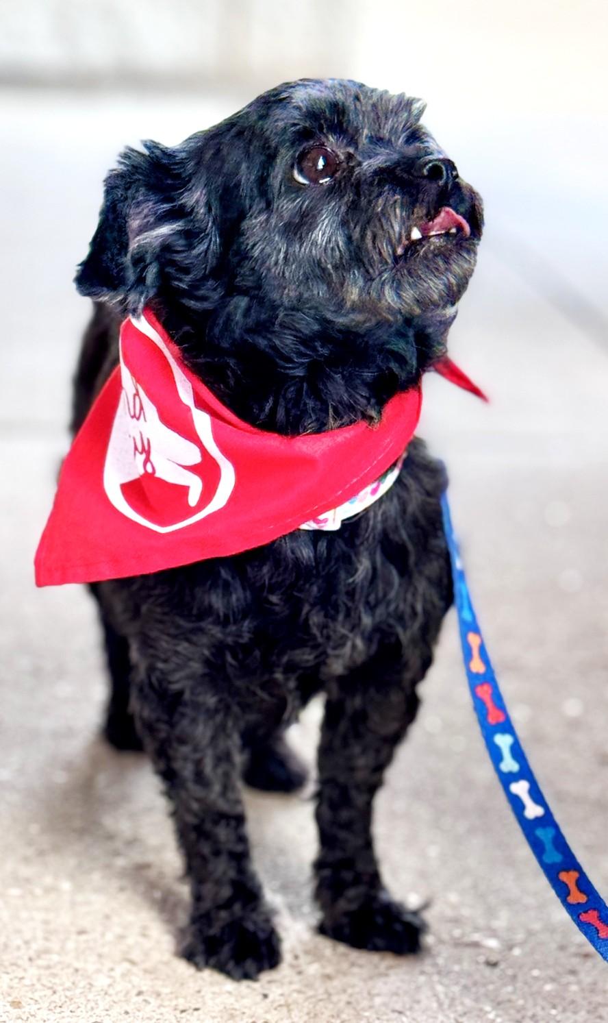 Enlarge Nyla, a Adoptable mixed breed in Palatine, IL image 2/6