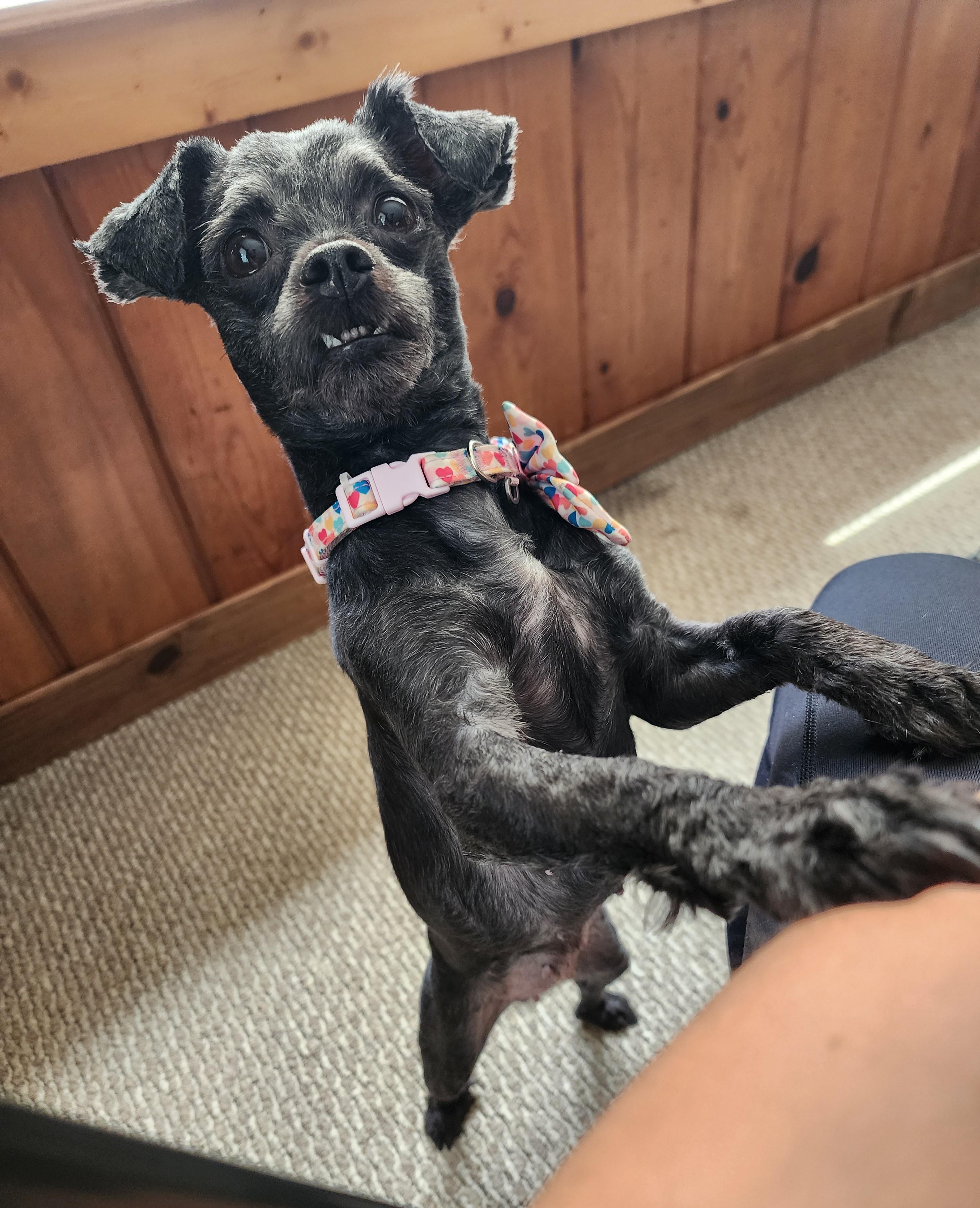 Enlarge Nyla, an adoptable mixed breed in Palatine, IL image 3/3