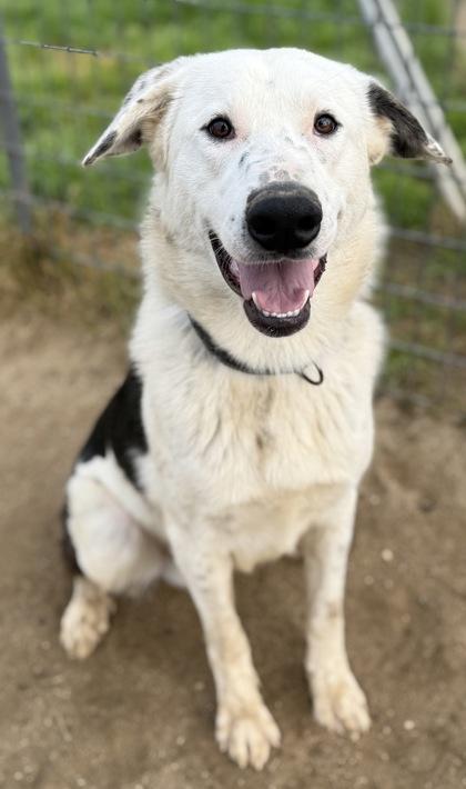 Pinwheel, Adoptable, Adult Male Bearded Collie & Mixed Breed.