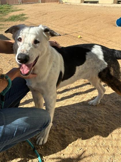 Pinwheel, Adoptable, Adult Male Bearded Collie & Mixed Breed.