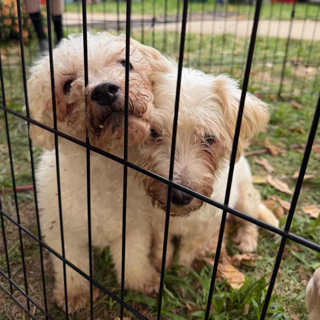 Opal, Adoptable, Adult Female Maltese.