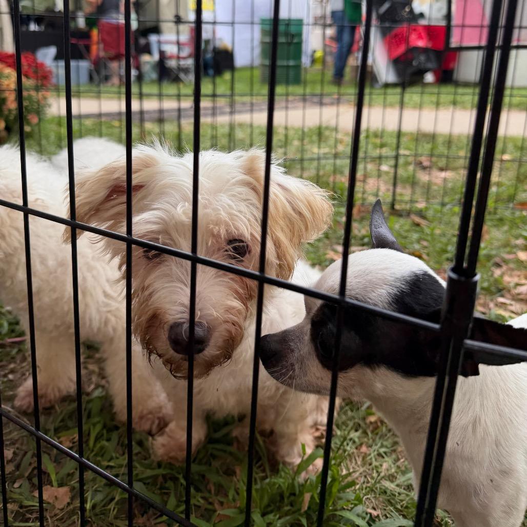 Enlarge Opal, a Adoptable Maltese in West Chester, PA image 2/6