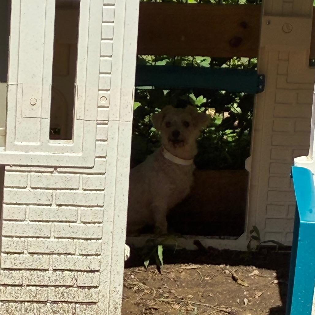 Opal, Adoptable, Adult Female Maltese.