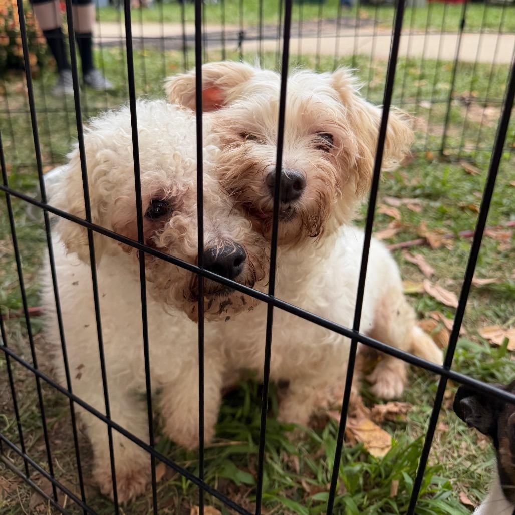 Enlarge Opal, a Adoptable Maltese in West Chester, PA image 4/6