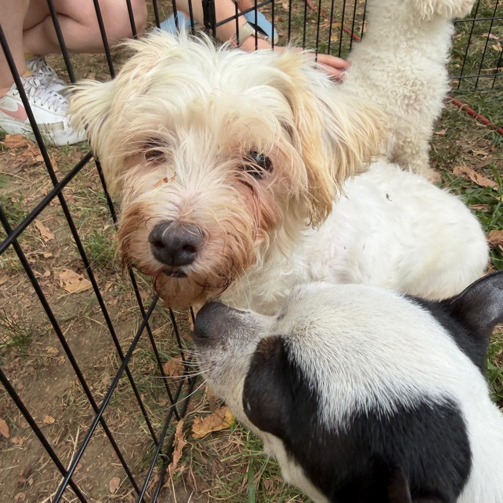 Enlarge Opal, a Adoptable Maltese in West Chester, PA image 5/6