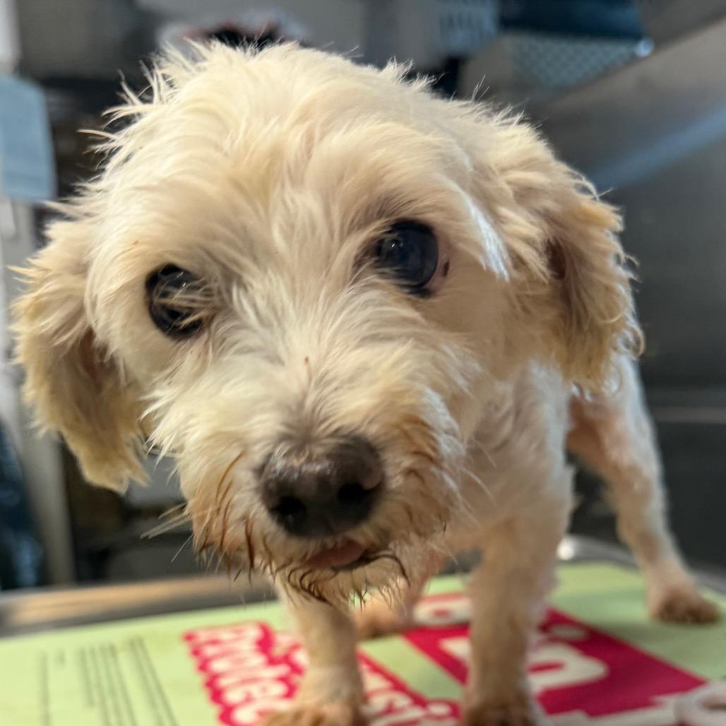 Opal, a Adoptable Maltese in West Chester, PA image 2/2