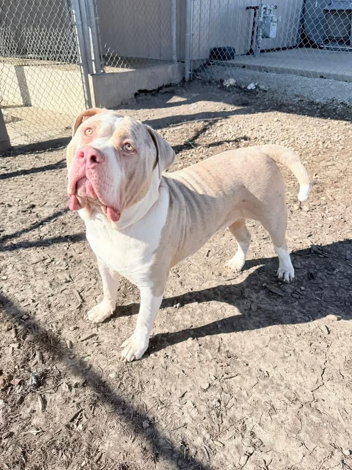 Enlarge Tonka (SC), a ADOPTABLE American Bully in Clinton, IL image 1/5