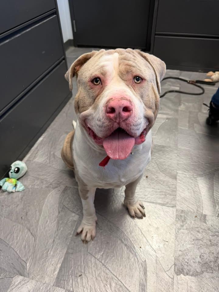 Enlarge Tonka (SC), a ADOPTABLE American Bully in Clinton, IL image 3/5