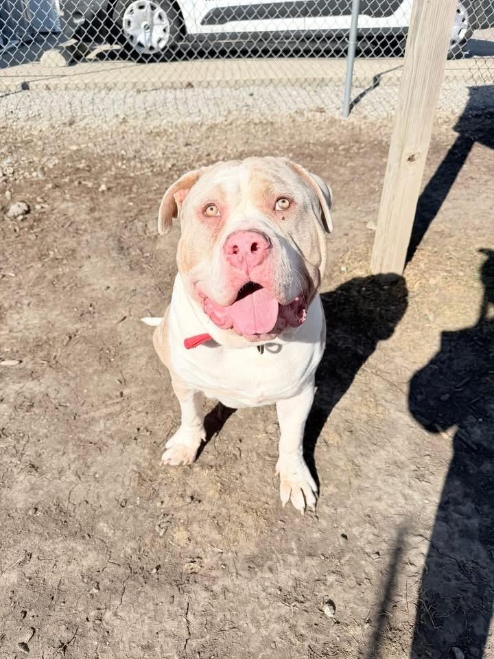Enlarge Tonka (SC), a ADOPTABLE American Bully in Clinton, IL image 4/5