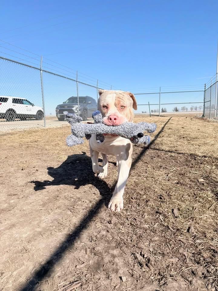 Enlarge Tonka (SC), a ADOPTABLE American Bully in Clinton, IL image 2/5