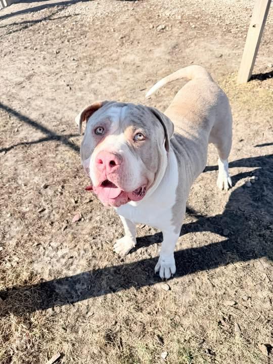Enlarge Tonka (SC), a ADOPTABLE American Bully in Clinton, IL image 5/5