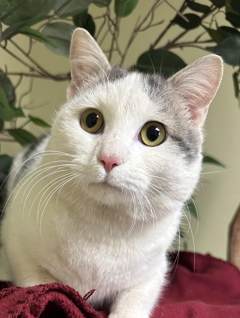 Enlarge Ollie, a Adoptable Domestic Short Hair in Hastings, NE image 1/3