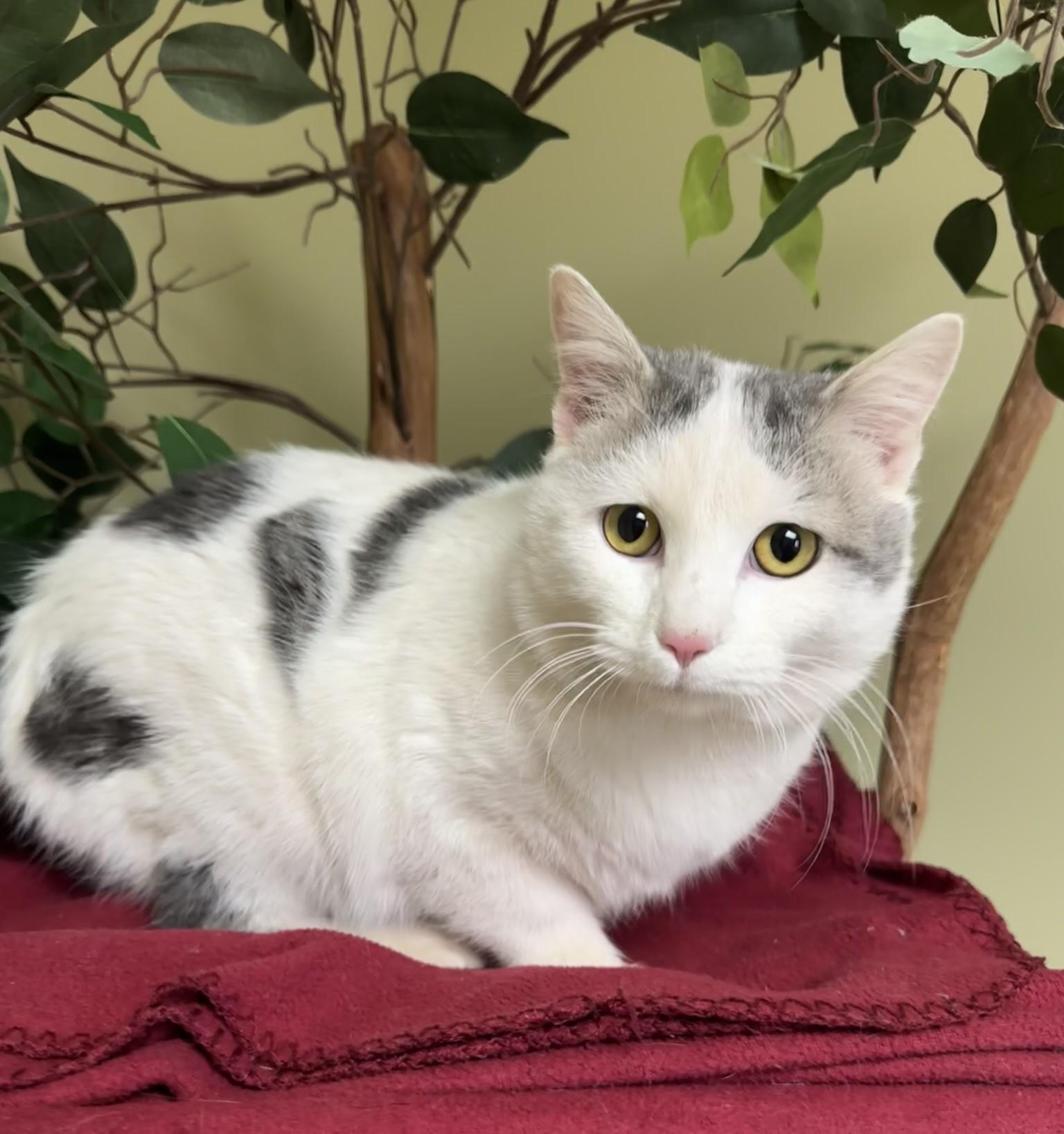 Enlarge Ollie, a Adoptable Domestic Short Hair in Hastings, NE image 2/3