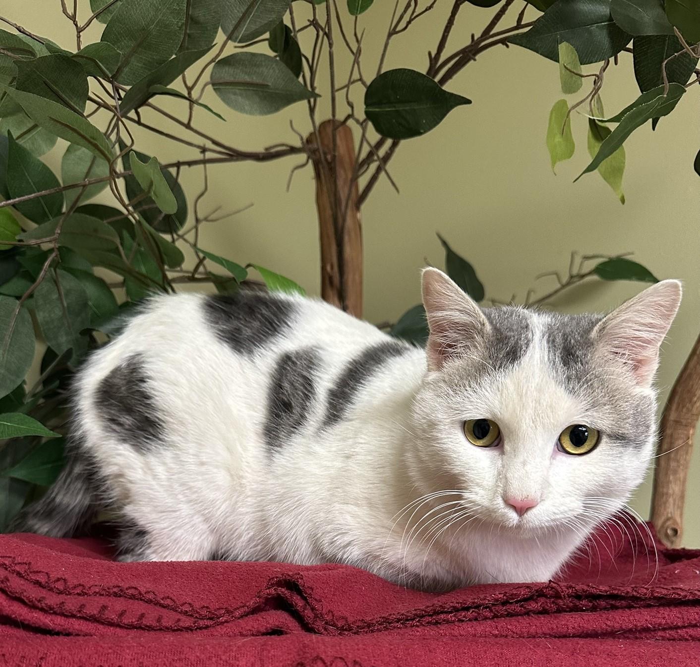 Enlarge Ollie, a Adoptable Domestic Short Hair in Hastings, NE image 3/3