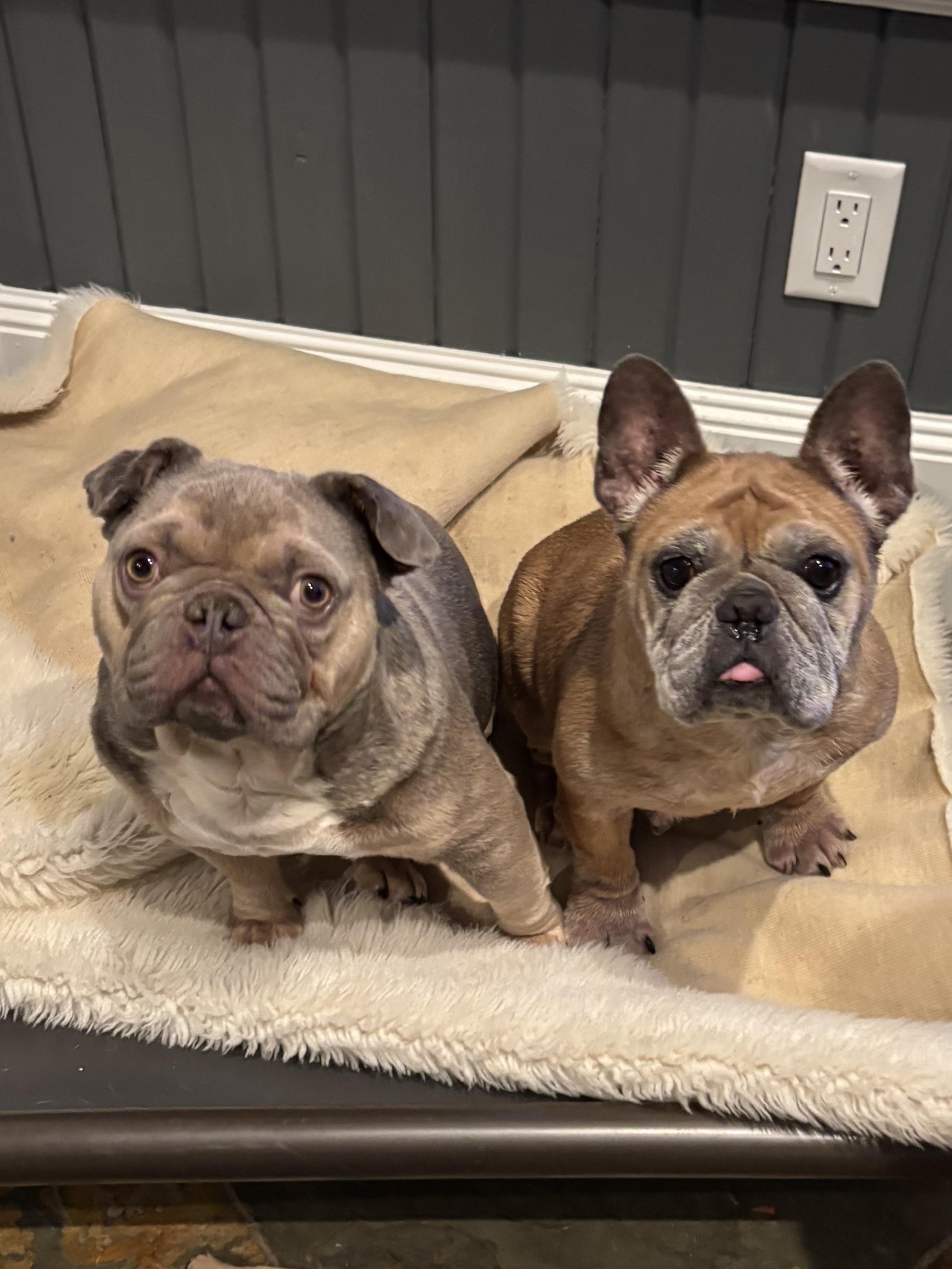 Enlarge Squash, a ADOPTABLE French Bulldog in Athens, TX image 5/6