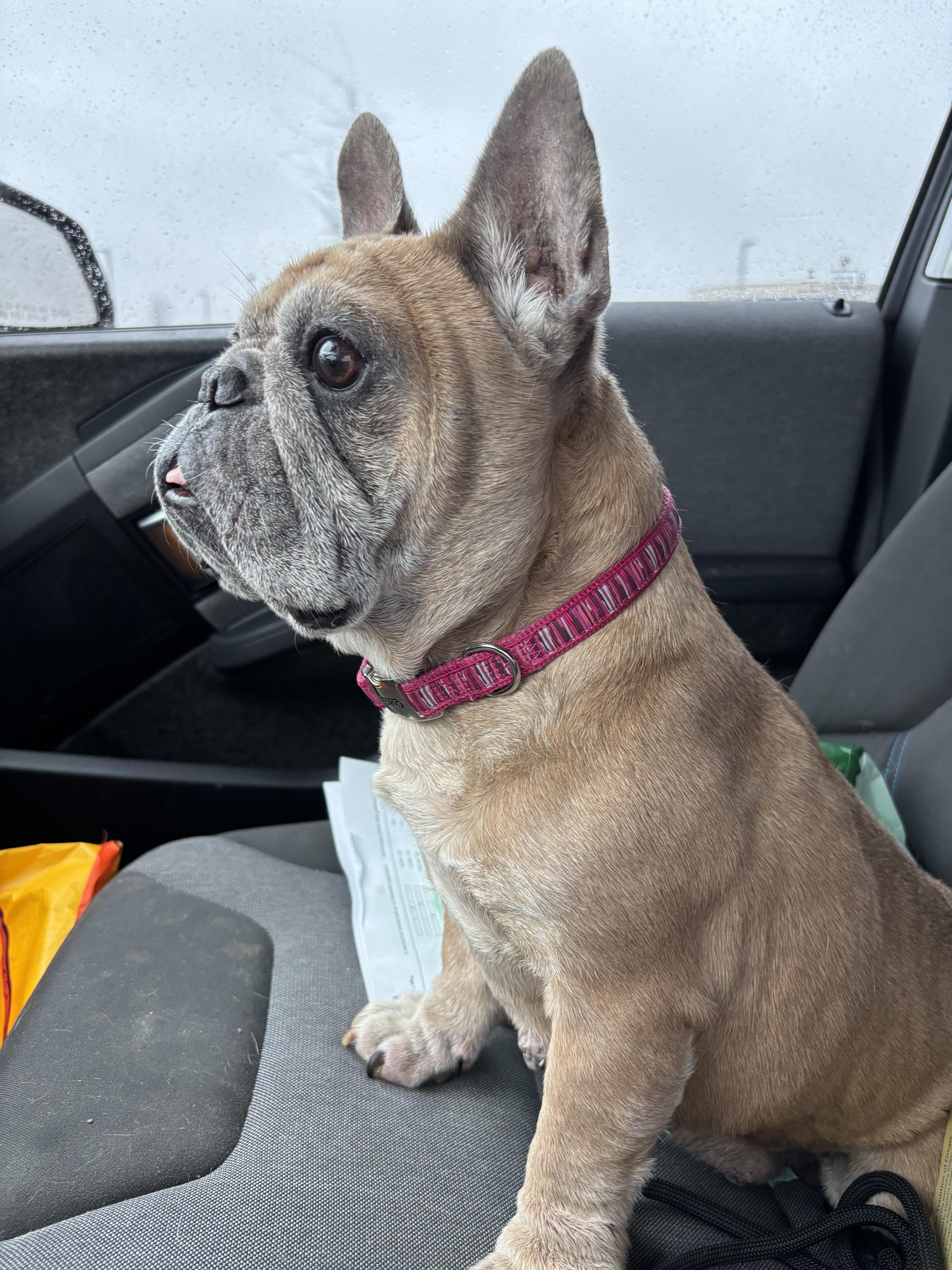 Enlarge Squash, a ADOPTABLE French Bulldog in Athens, TX image 6/6