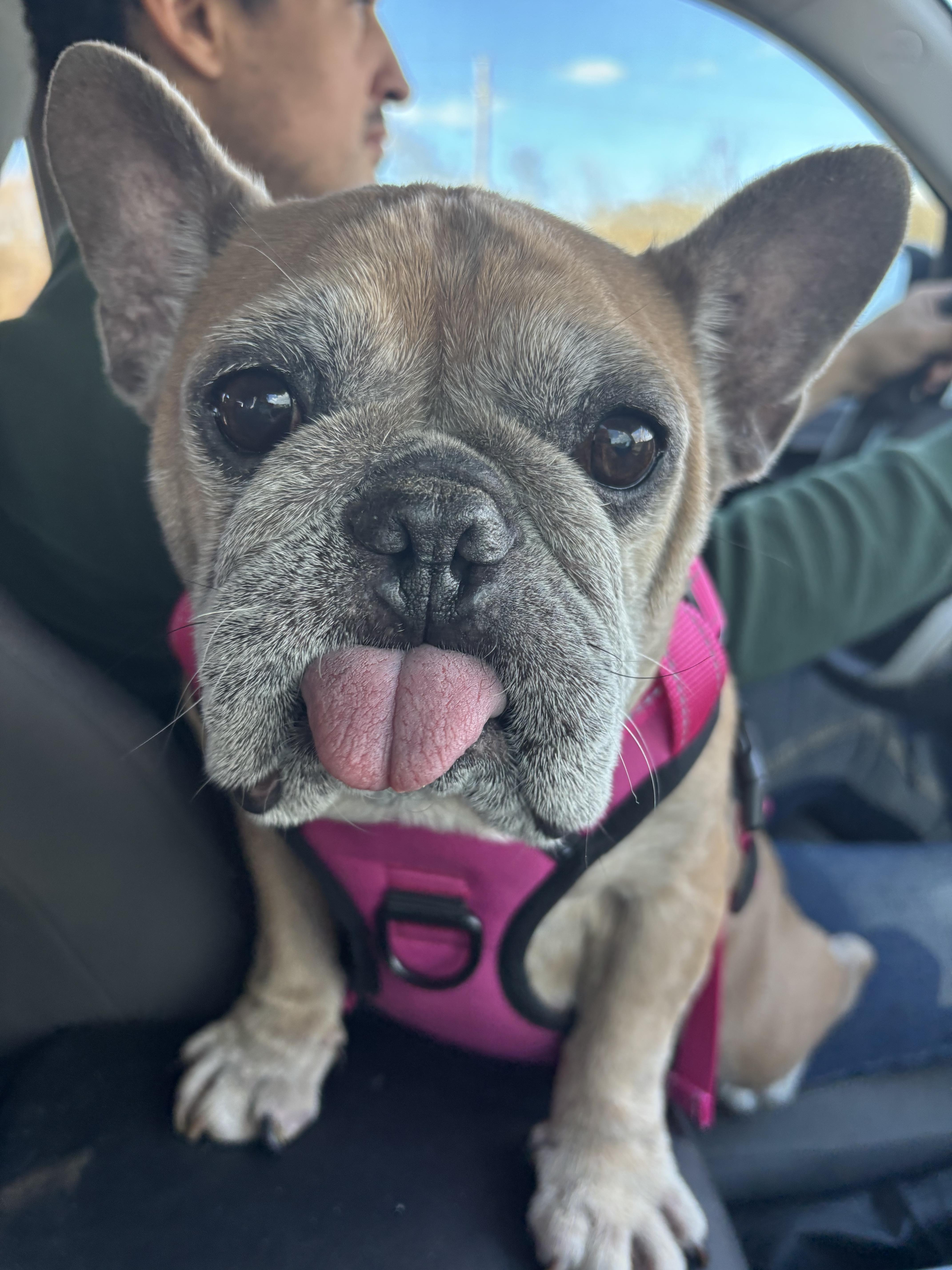 Enlarge Squash, a ADOPTABLE French Bulldog in Athens, TX image 3/6