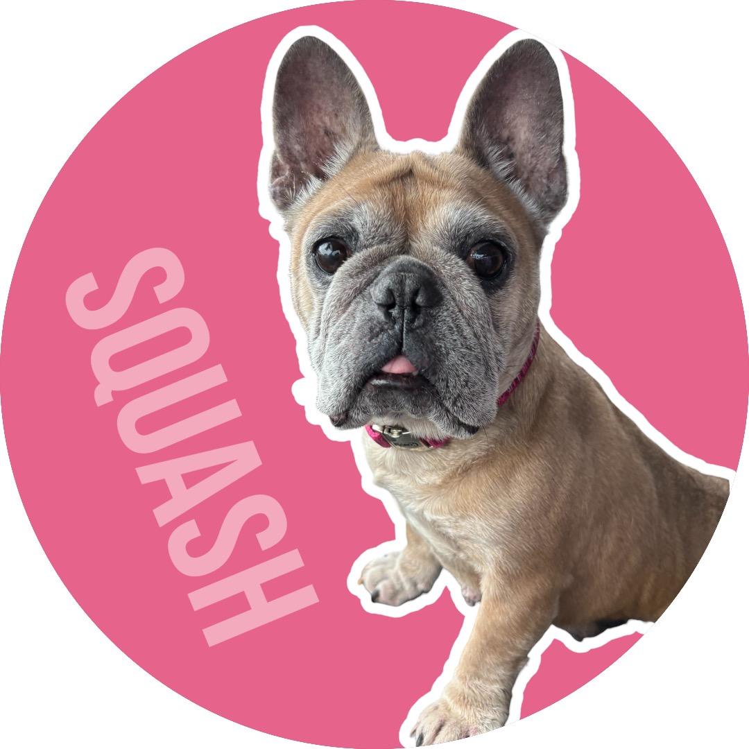 Squash, ADOPTABLE, Senior Female French Bulldog.