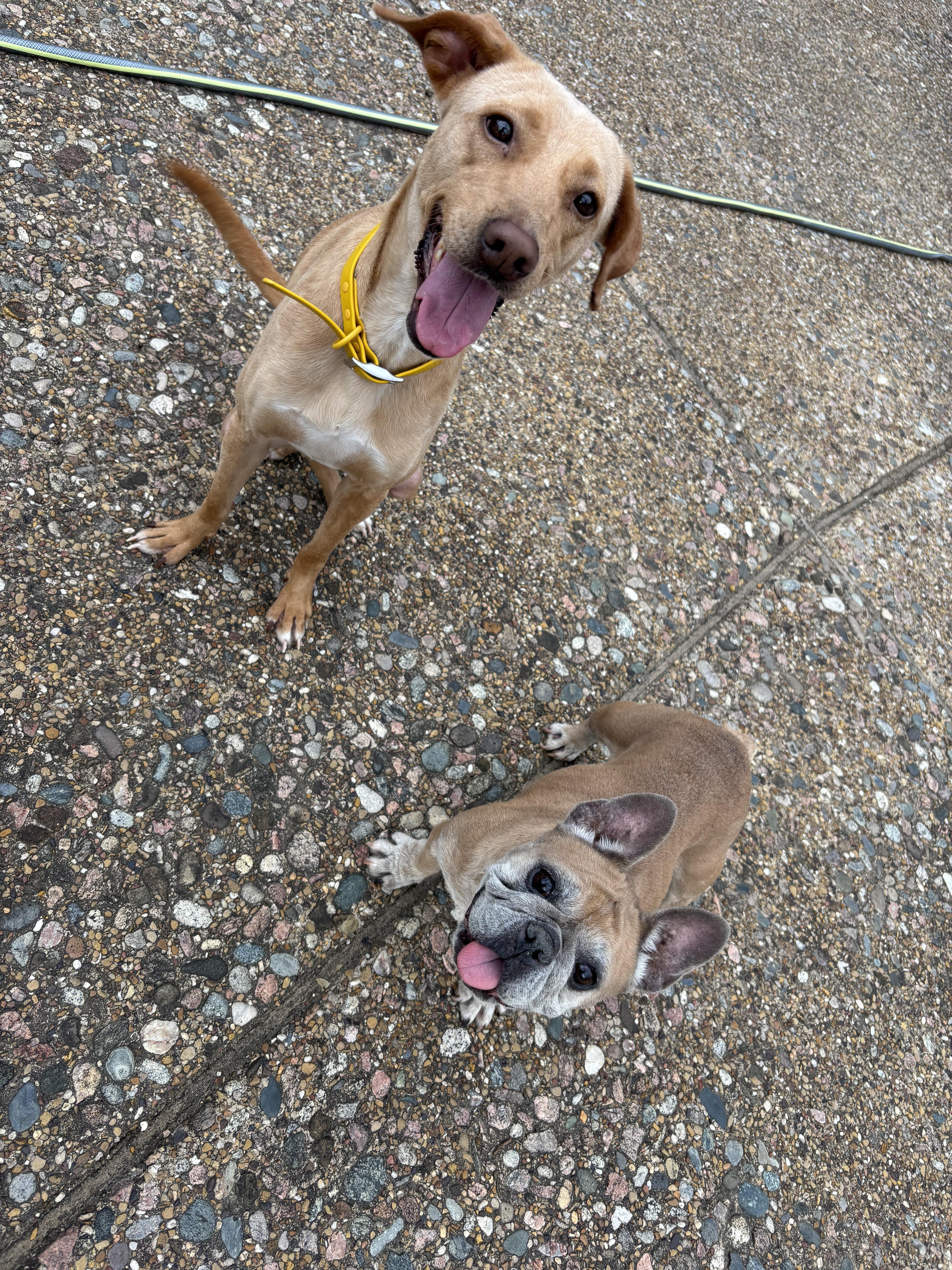 Enlarge Squash, a ADOPTABLE French Bulldog in Athens, TX image 2/6