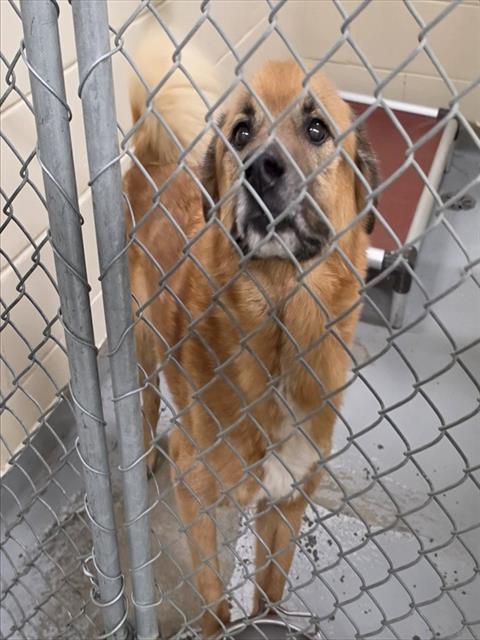 HACHI, Adoptable, Adult Male Husky & Mixed Breed.