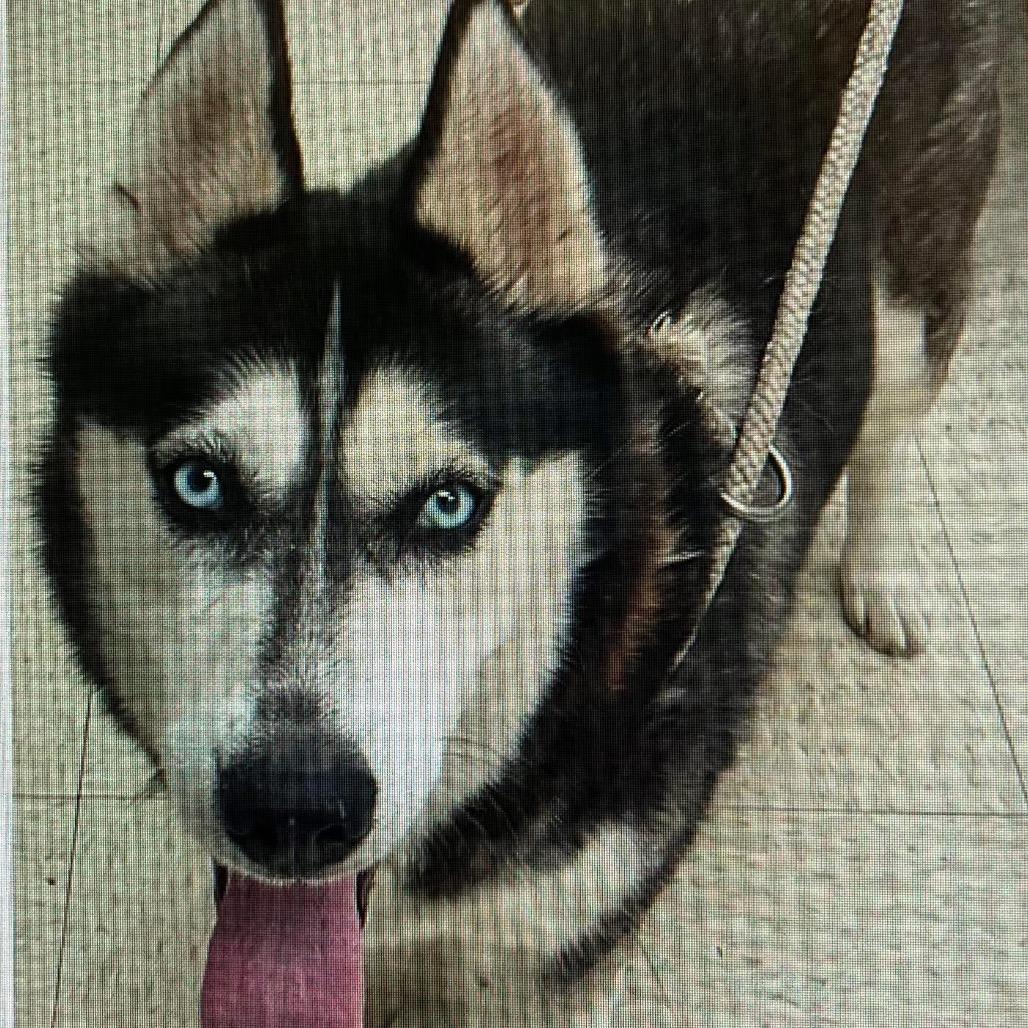 Enlarge Felicity, a Adoptable Husky in Springboro, OH image 1/1