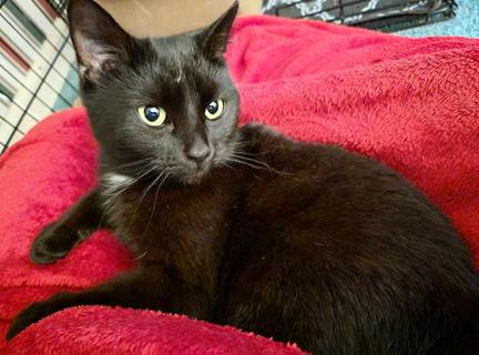 Enlarge Miss Ebony, a Adoptable Domestic Short Hair in Marion, NC image 1/3