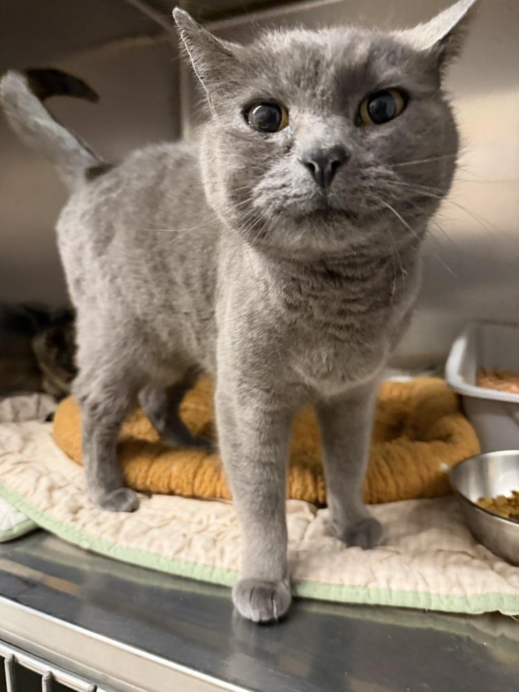 Enlarge Smokey, a Adoptable Russian Blue in Salmon, ID image 1/3