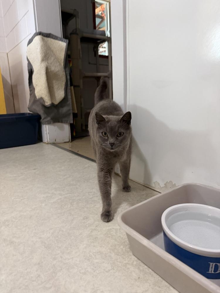 Enlarge Smokey, a Adoptable Russian Blue in Salmon, ID image 2/3